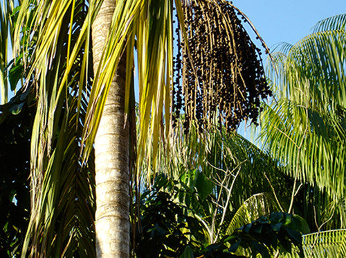 The Legend of Iaça – Acai Folklore from Brazil