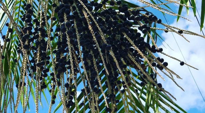 History of the Acai Berry
