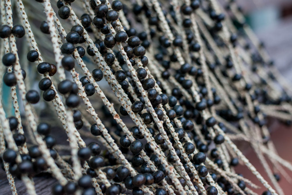Açai pulp may improve antioxidant defenses