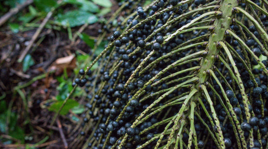 The Acai Flavonoid Velutin