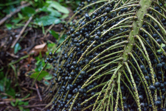 Wild-Harvested Acai vs. Conventional Blueberries 
