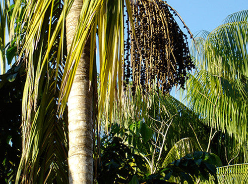 The Legend of Iaça – Acai Folklore from Brazil