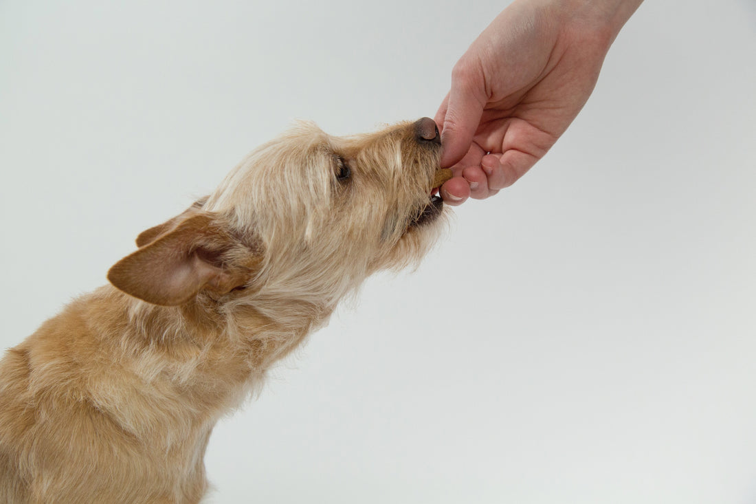 Can Dogs Eat Acai? How to Safely Feed Your Dog Acai