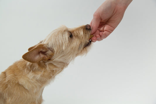Can Dogs Eat Acai? How to Safely Feed Your Dog Acai