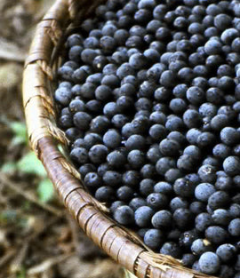 The Unique Nutritional Benefits of Açai